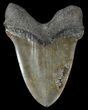 Huge, Megalodon Tooth - South Carolina #42231-2